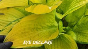 И снова о ней...хоста Eye Declare...моя любовь 🥰