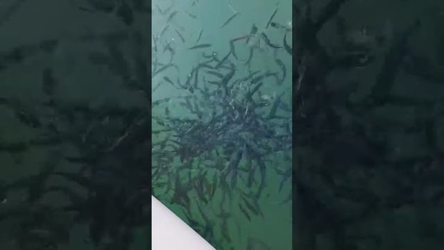 Мальки на подкормке смотреть онлайн