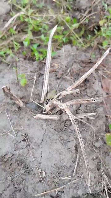 Какая ботва зрелого картофеля. #shorts смотреть онлайн