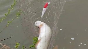 Серегины озера г. Дмитров