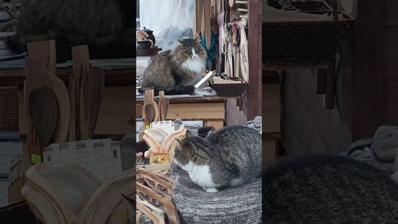 Продавцы-консультанты в сувенирной лавке.  #travel #russia #туризм #souvenir #russiatravel  #cats