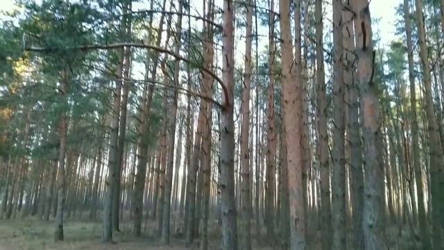 Свингино. Часть 2. Лес. смотреть онлайн