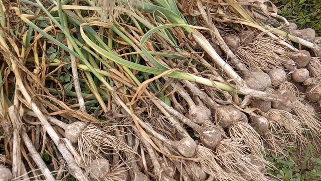 А ШО там у Галины? Обзор Сбора УРОЖАЯ ЧЕСНОКА. смотреть онлайн