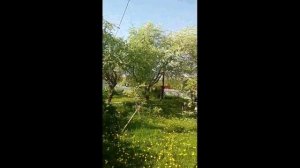 Яблони в цвету