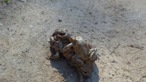 Лягушки около пруда.