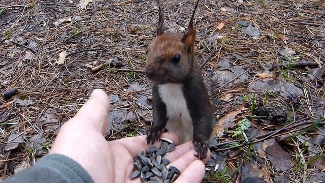 Встреча с белкой. смотреть онлайн