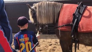 Экскурсия на конюшню #тольятти #активныйотдых #экскурсия #школьныеновости