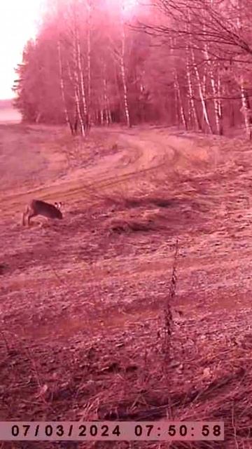 Заяц бегает возле камеры. #рек #фотоловушка #природа #лес #animals #интересное #заяц смотреть онлайн