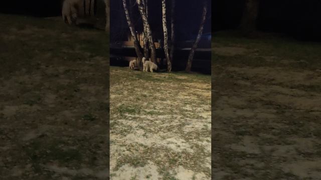 гулянки.mp4