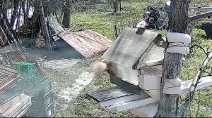 Белка-эквилибристка