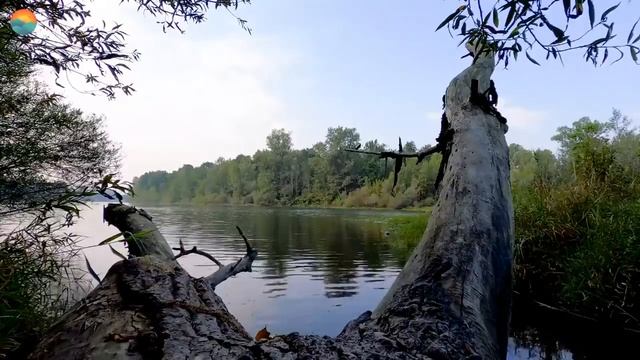 Пение Дрозда для Лечения Мигрени, Тахикардии и Хронической Гипертонии Blackbird Song SiCeQy 6tJ смотреть онлайн