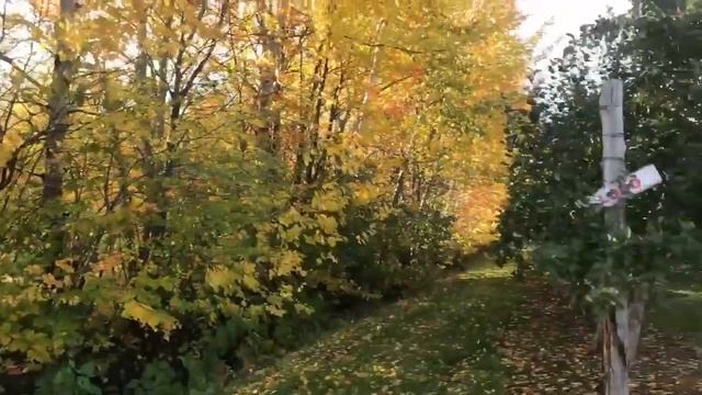 Cueillette de pommes en amoureux | Vlog 3 смотреть онлайн