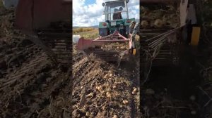 копаем картошку юмз 6 копалкой ктн 2. 2021