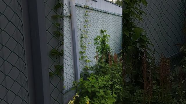 Как обустроить теневую часть за домом#дача #сад #садовод #цветы #garden #flowers #подмосковье#розы смотреть онлайн