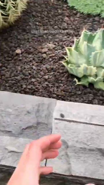 Cara Bottom Watering #shorts смотреть онлайн