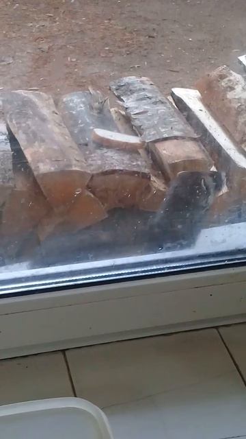 ВИДЕО: к нам в гости приходил хорек!!! смотреть онлайн