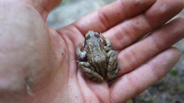 River Scout / Suburban сamping / Подмосковный кемпинг смотреть онлайн