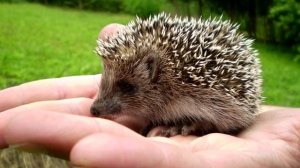 ЁЖ И СОЛДАТ🎼(Denision)🎼🎼🎼