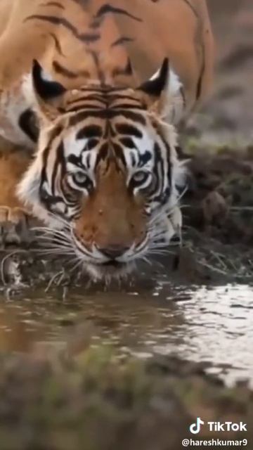 Тигр на водопое смотреть онлайн