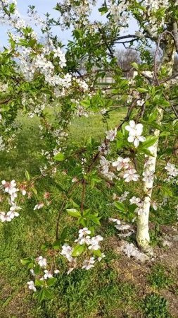 Вишня🍒 королева моего сада 24.04.25