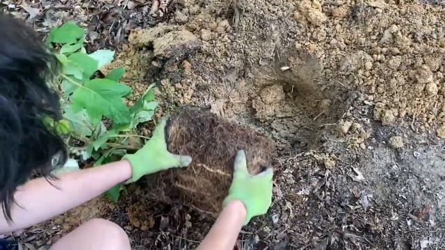 Awesome hydrangea find! @splendidgarden7b смотреть онлайн