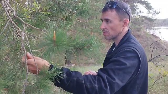 Как правильно собирать дары природы