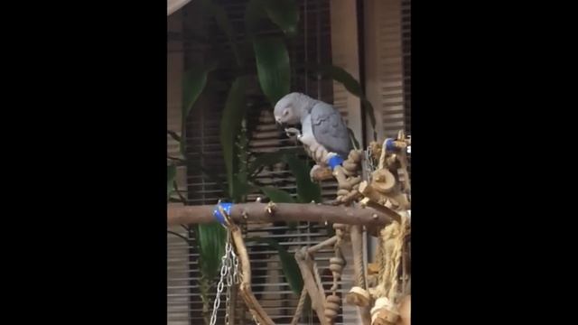 Попугай Гриша на все лады смотреть онлайн