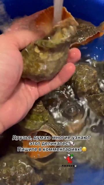 Пишите в комментариях, если узнали морского гада😁🐚 #seafood #ракиоки #раки #крабы #рапан #моллюски