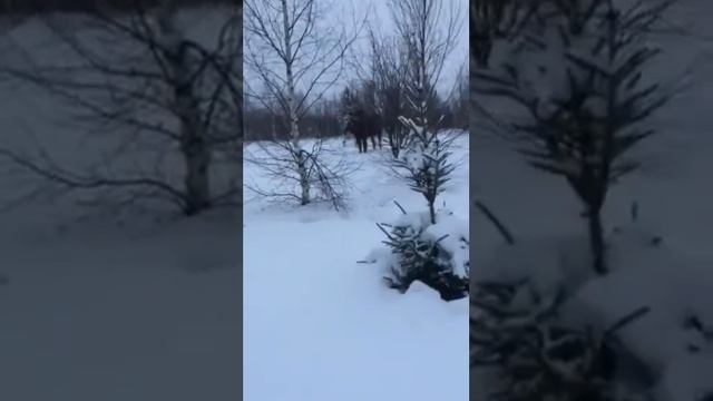 Бедовые охотники смотреть онлайн