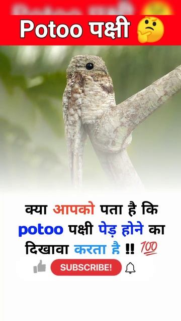 potto पक्षी 🤔#shortvideo #youtubeshorts #gkfact #motivation
