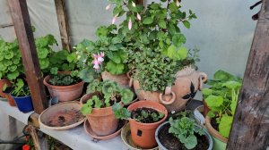 Садовые сезонные работы. Курочки, хорошая, погода и пицца