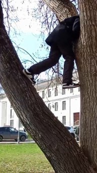 КАК ЗАБРАТЬСЯ НА ДЕРЕВО?