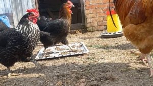 Кур кормила и собирала яйца