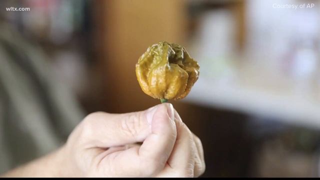 Pepper X breaks becomes new World's Hottest Pepper смотреть онлайн