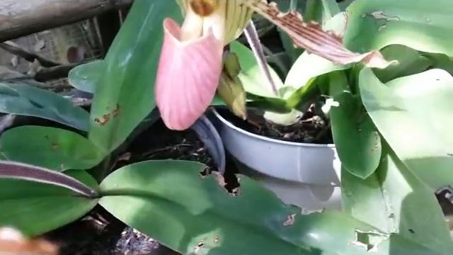 Orchid dislikes to give up _ Paphiopedillum - lady slipper's orchid смотреть онлайн