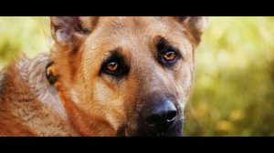 СТИХОТВОРЕНИЕ "ТРЕУГОЛЬНИКИ" (Посвящается убитым собакам)