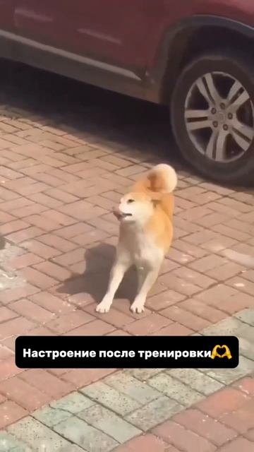 одинцово персональныйтренер тренеродинцово фитнесцентр одинцово