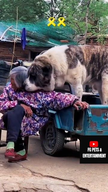 Huge Central Asian shepherd🐻 смотреть онлайн