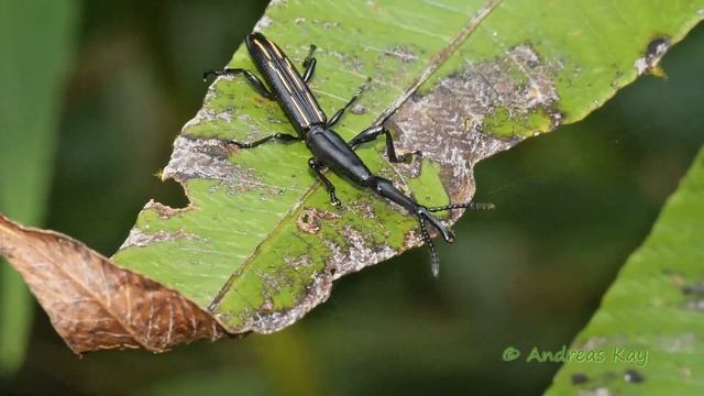 Straight-snouted Weevil Brentus volvulus? from Ecuador