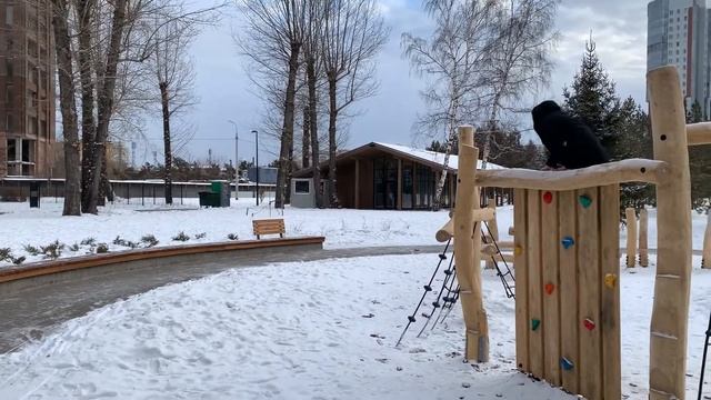 Юдинский сад, Черёмушки, Солнечный. Цены и шок.
