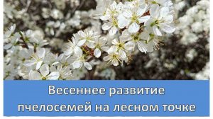 Весеннее развитие  на лесном точке. Выравнивание пчелосемей.