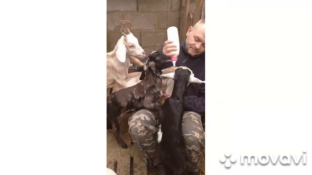 Наши пернатые и рогатые. смотреть онлайн