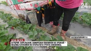 В Крыму стартовал клубничный сезон: какие цены прогнозируют в этом году