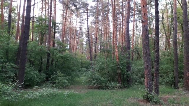 Лес. Школа выживания. смотреть онлайн