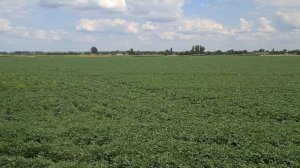 25 липня 2021 р. Соя