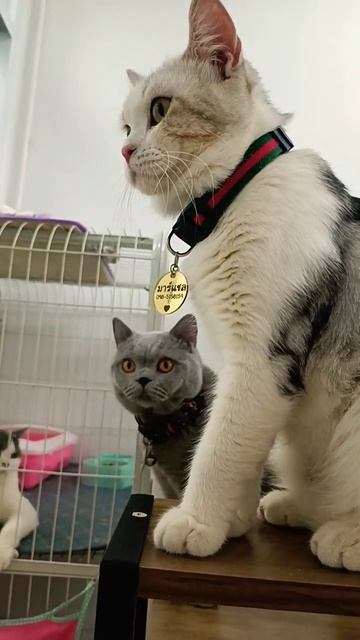 C U coffee&cat cafe❤9Sep2022 #shorts #cat #แมว #猫 #Gato #chat #고양이 #ネコ #Katze #Кошка  #kucing