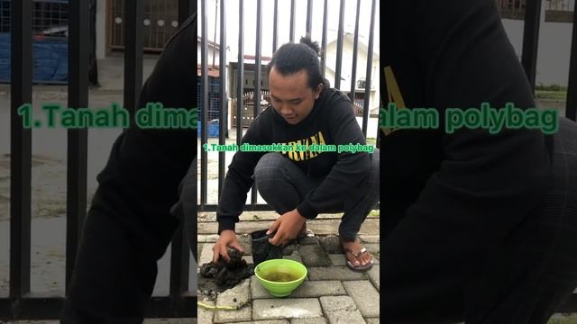 Penanaman ubi jalar menggunakan media polybag смотреть онлайн