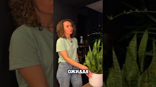 Растения на кухне
