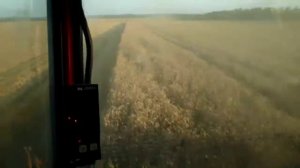 Уборка пшеницы. вид с кабины комбайна (ДОН1500А)