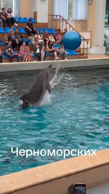 Кисловодск. Дельфинарий смотреть онлайн